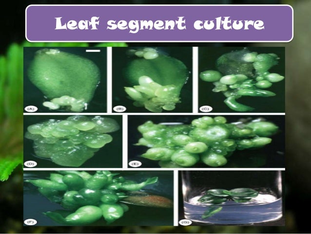 Micropropagation of orchids pdf